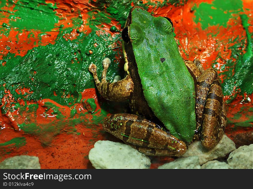 Image of frog on green leaf