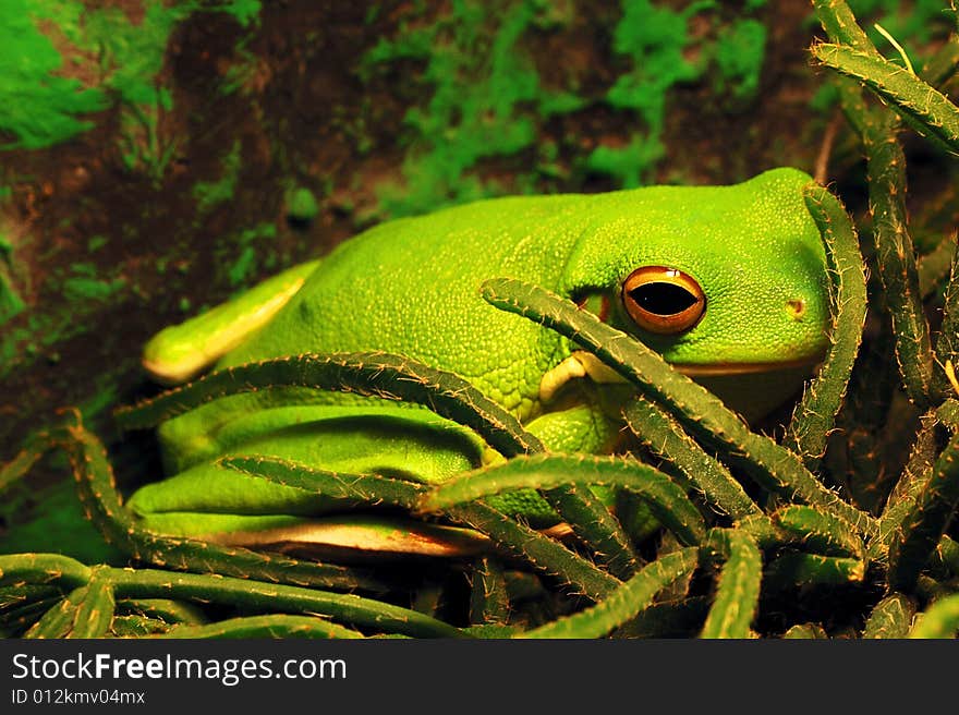 Green tree frog with big black eyes sitting on a green leaf. Green tree frog with big black eyes sitting on a green leaf.