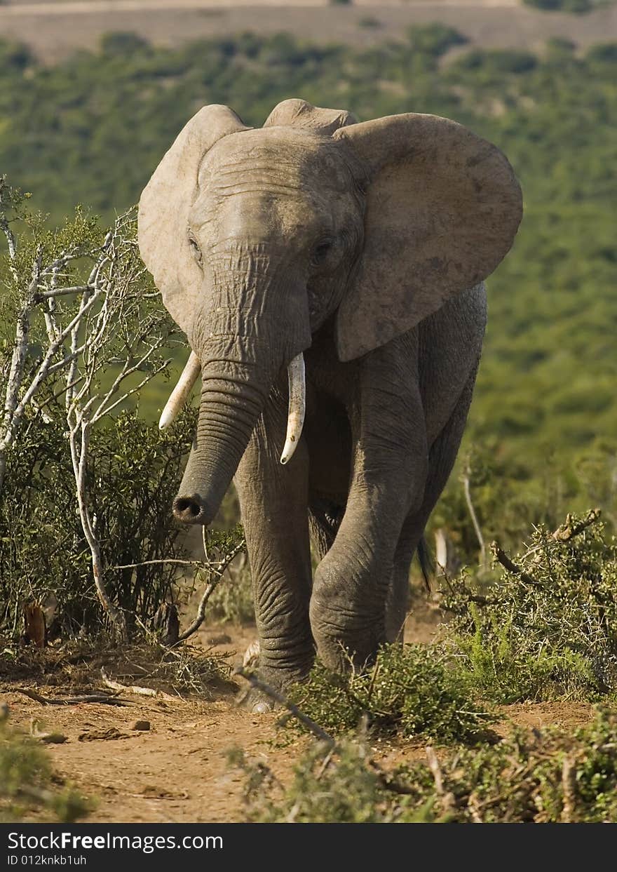 A young Elephant smells the air. A young Elephant smells the air