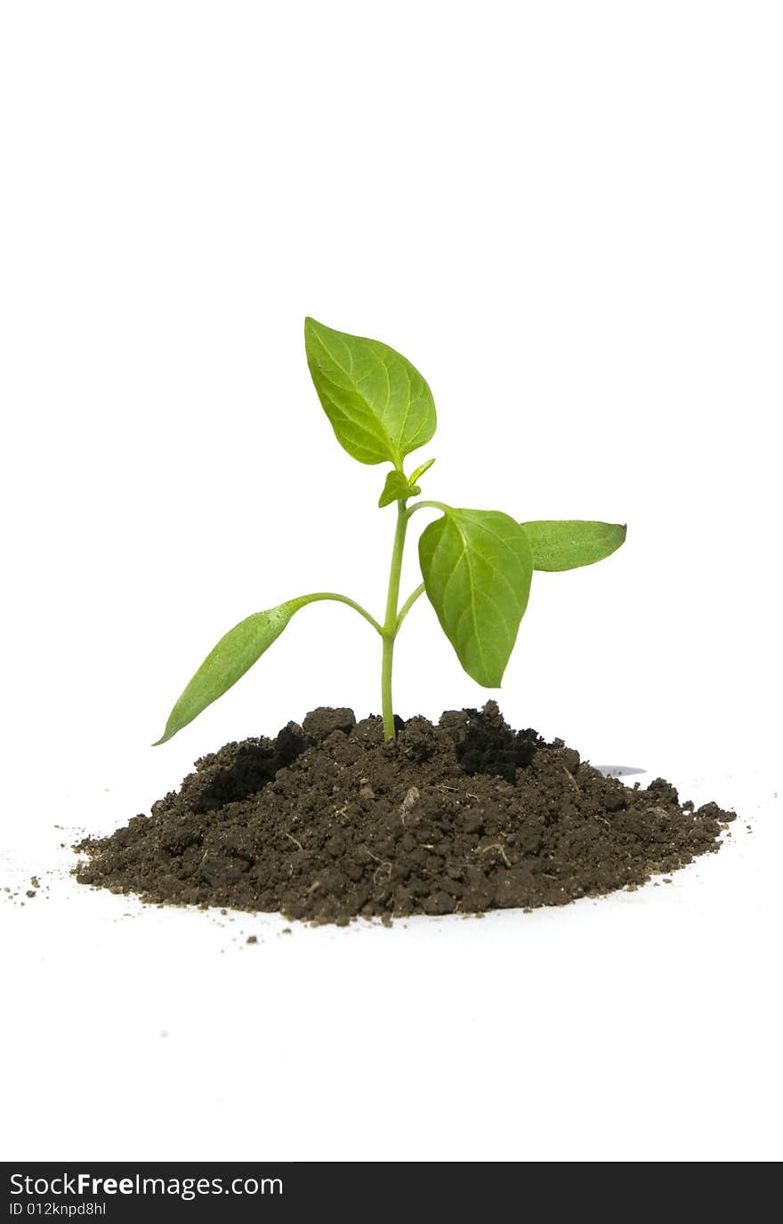 Little green plant on white background. Little green plant on white background