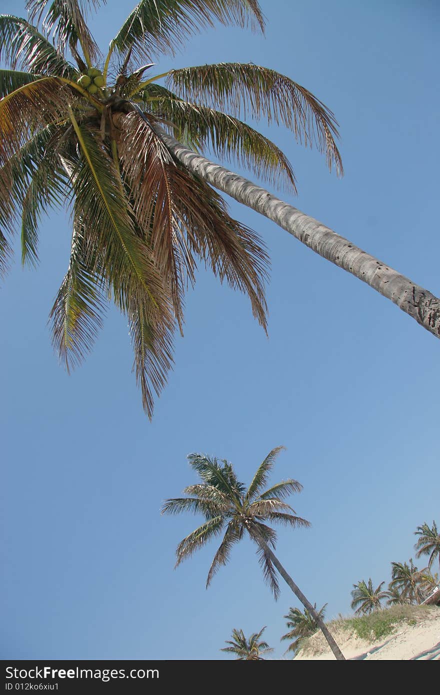 Palms on a Cuban beach. Palms on a Cuban beach