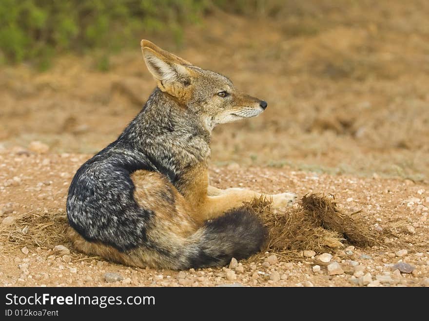 Sitting Jackal