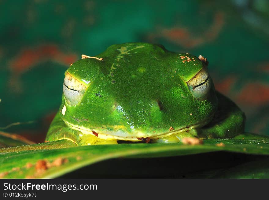 Image of frog on green leaf. Image of frog on green leaf