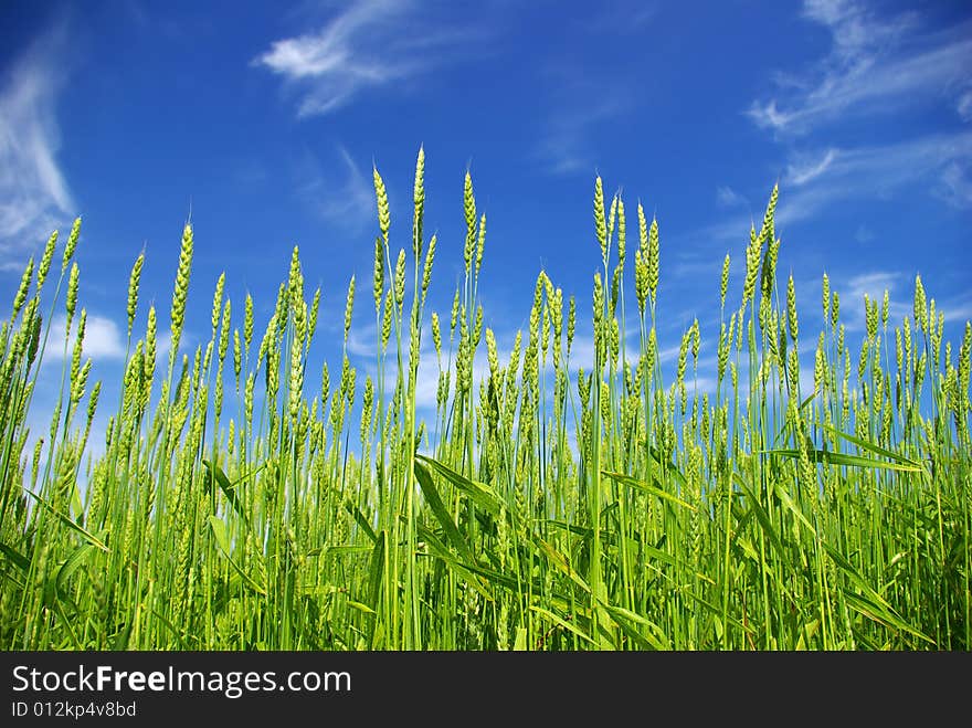 Early summer corn with a blue sky background. Early summer corn with a blue sky background