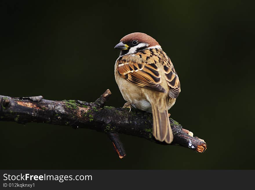 Tree Sparrow (Passer montanus)