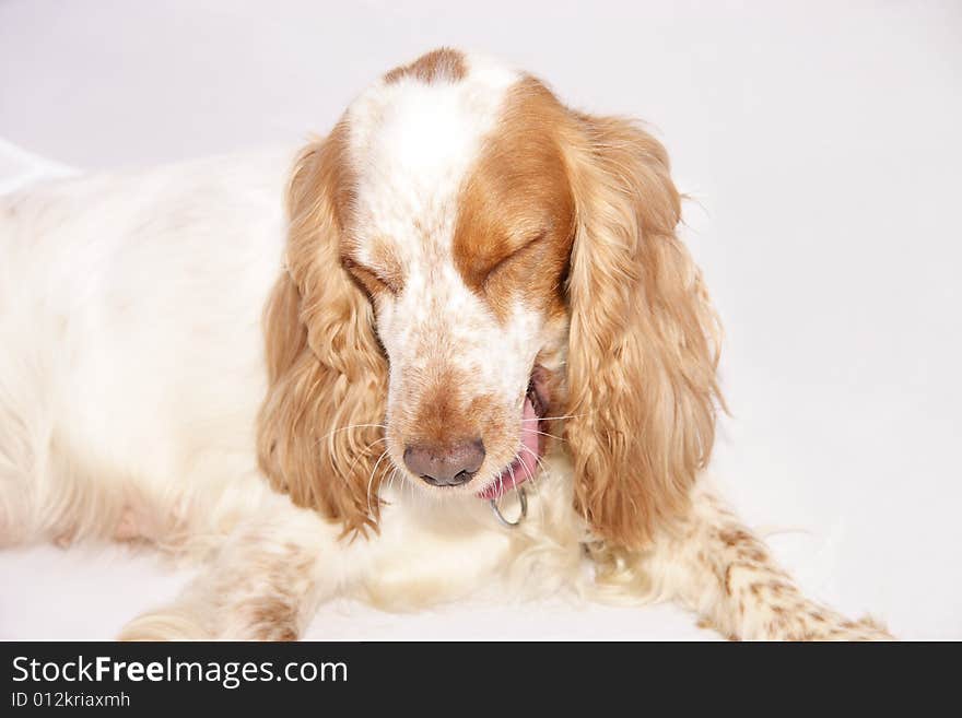 Dog pulling a face as if it had just tasted something nasty. Dog pulling a face as if it had just tasted something nasty