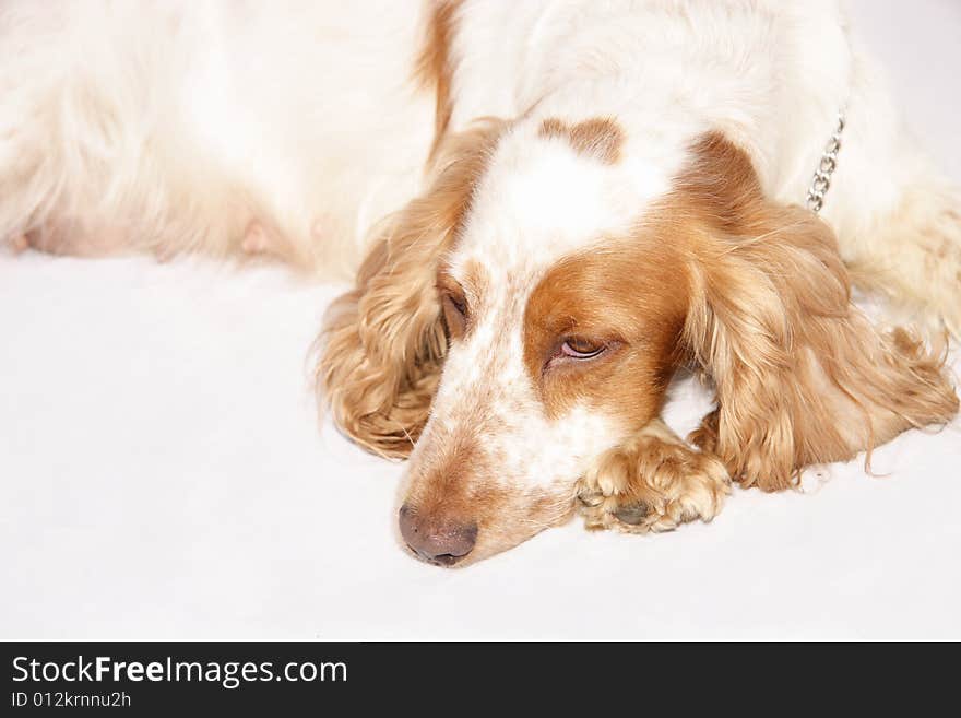 Cocker spaniel laying down on a light background. Cocker spaniel laying down on a light background