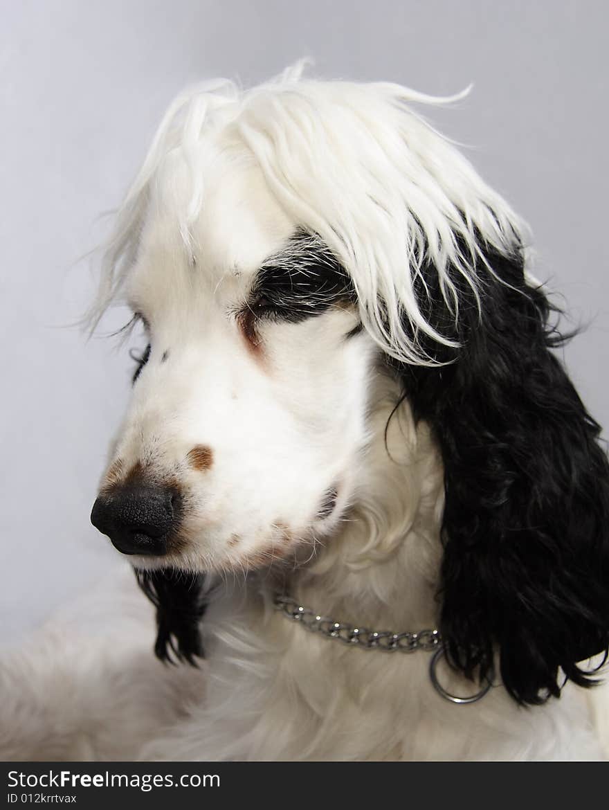 Black and white cocker spaniel looking thoughtful