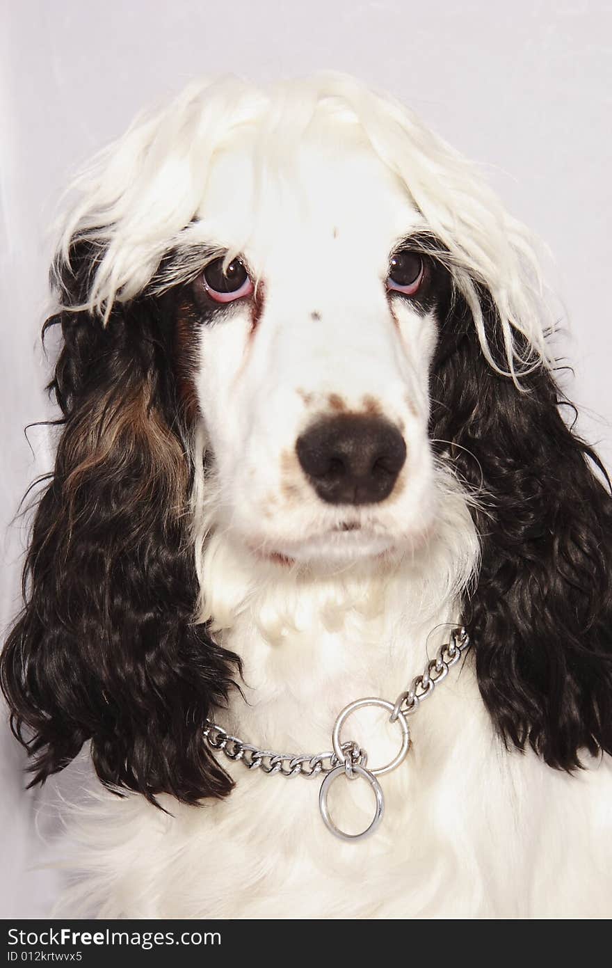 Black and white cocker spaniel looking thoughtful