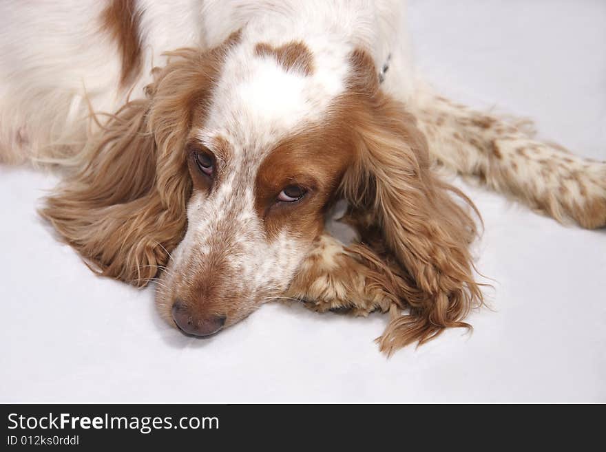 Cocker spaniel laying down on a light background. Cocker spaniel laying down on a light background