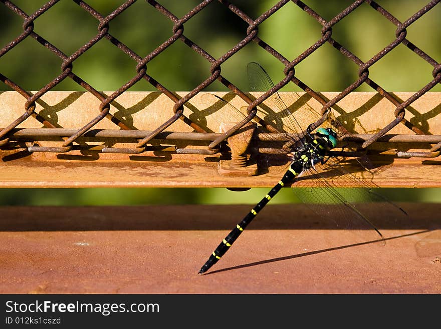 Dragonfly on the fence in the city