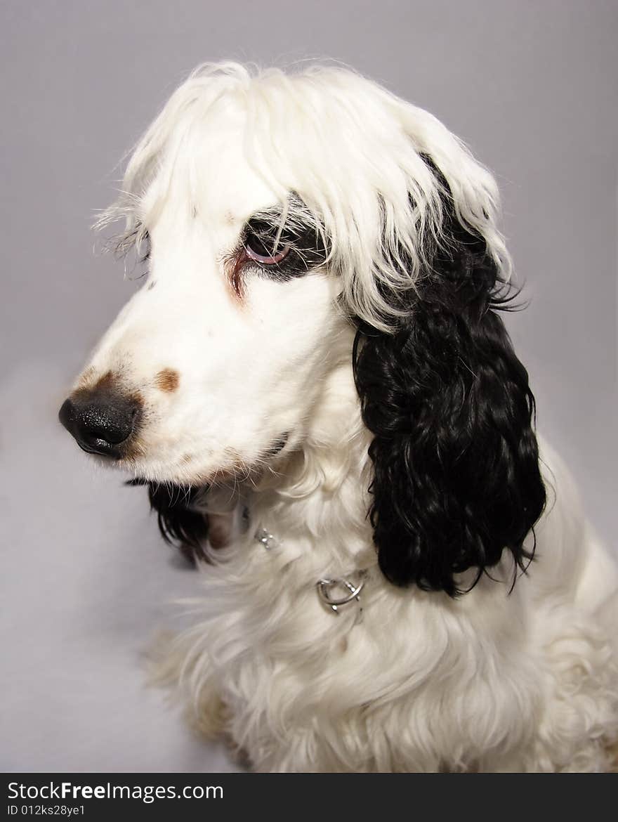 Black and white cocker spaniel looking thoughtful