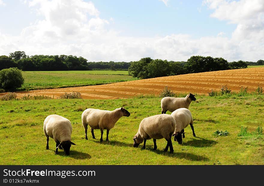 Sheep in the countryside