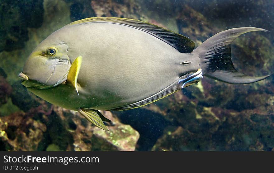 Yellowfin doctorfish 4