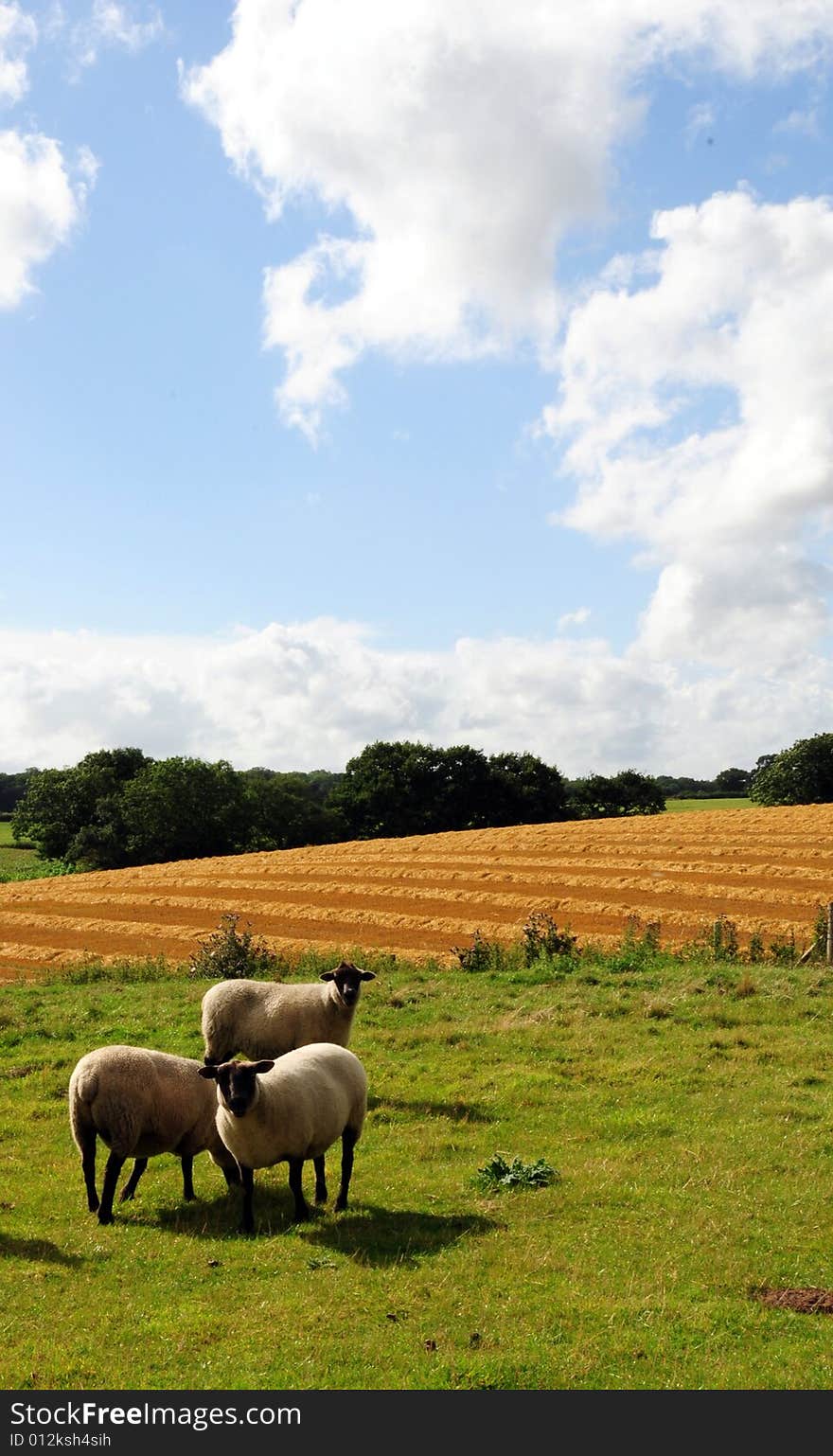 Sheep in the countryside