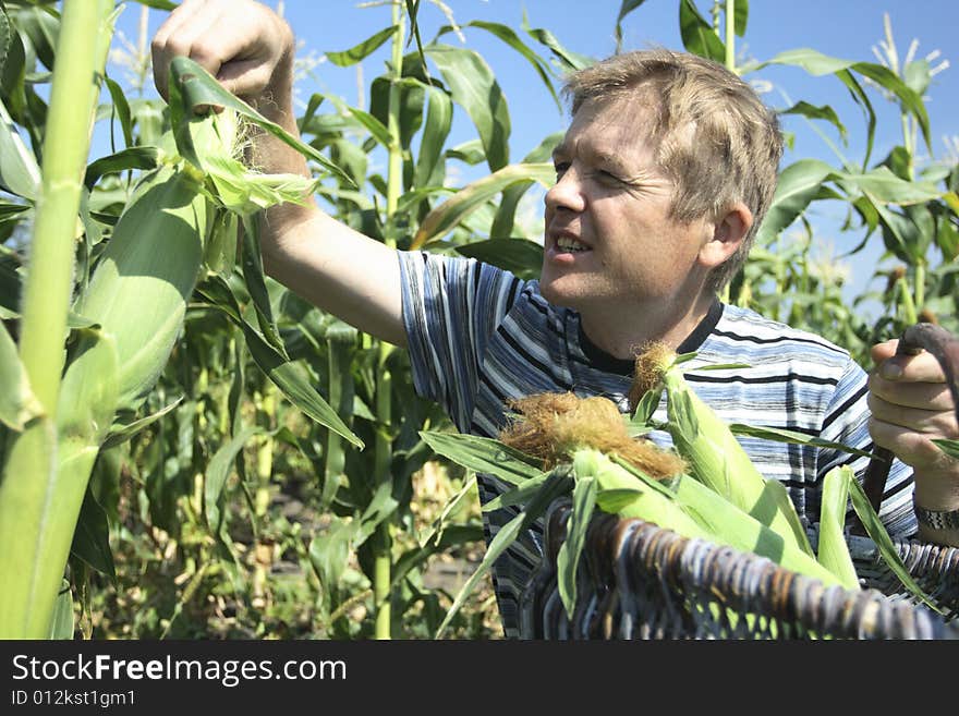 I like boiled corn. I grow its corn itself. my corn real
all natural! no chemistry!. I like boiled corn. I grow its corn itself. my corn real
all natural! no chemistry!