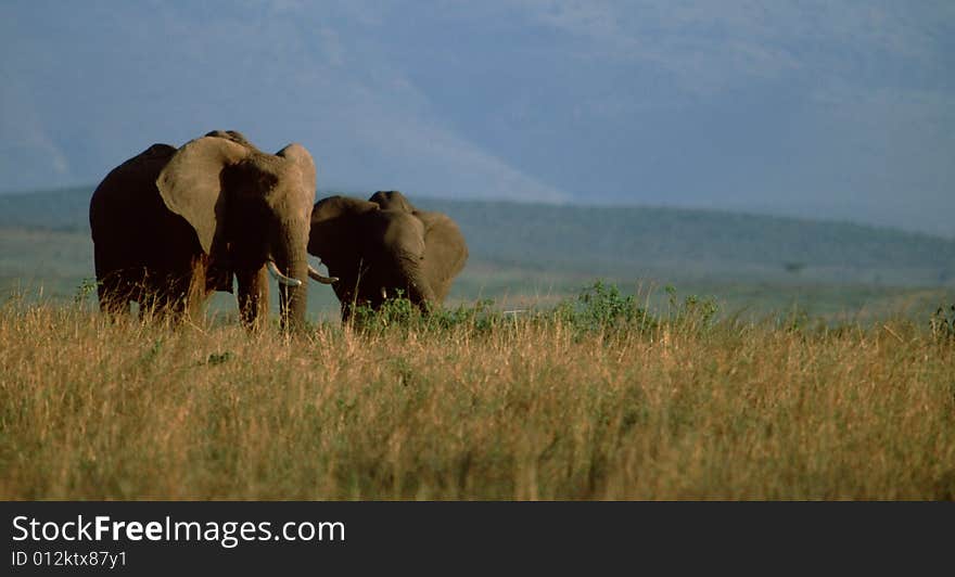 Elephants - mother and sun