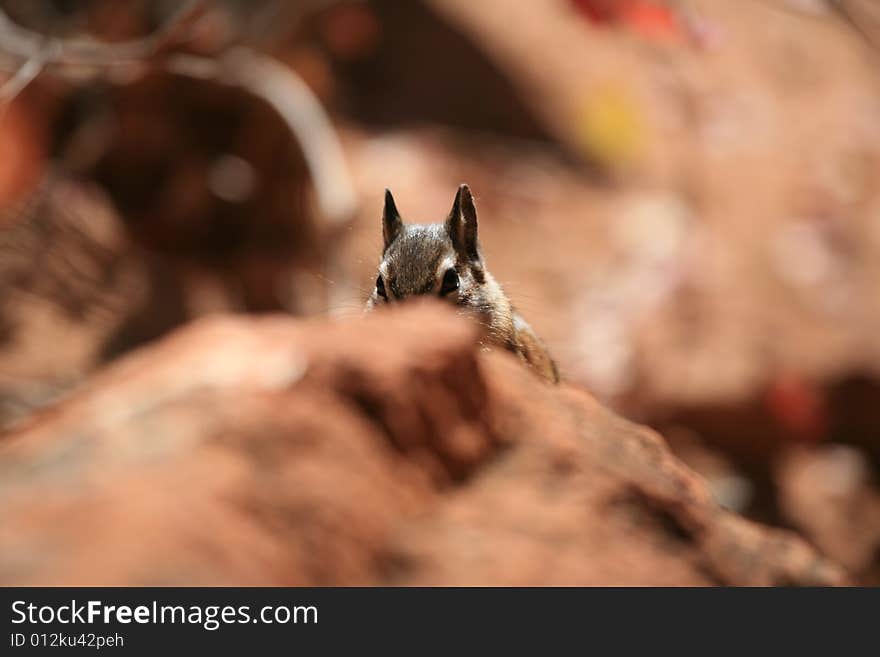 A rabbit is hiding behind a rock. A rabbit is hiding behind a rock