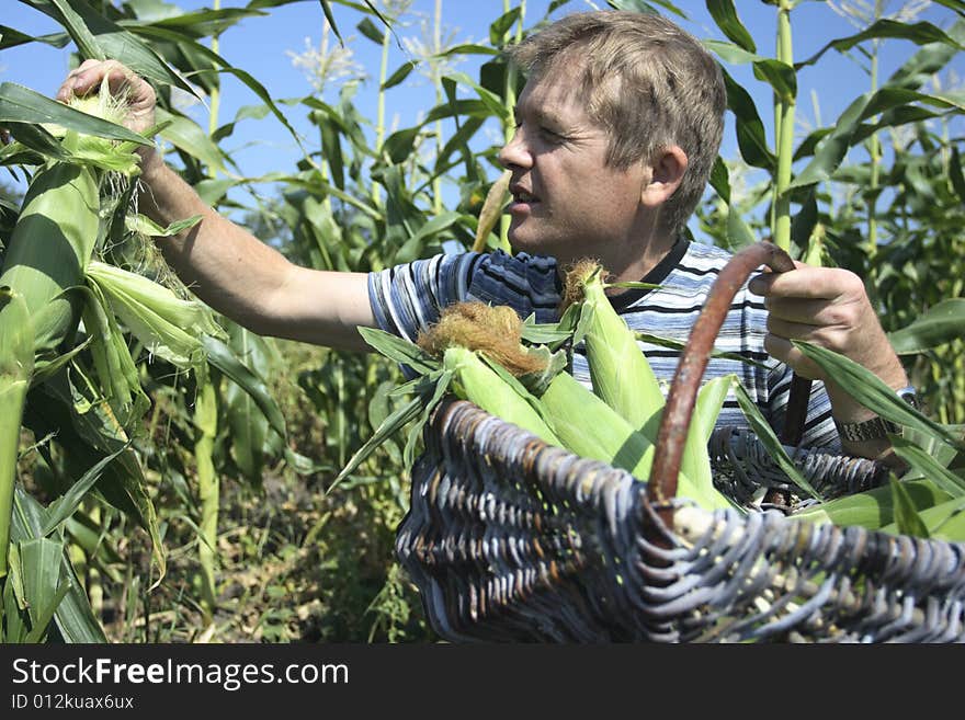 I like boiled corn. I grow its corn itself. my corn real
all natural! no chemistry!. I like boiled corn. I grow its corn itself. my corn real
all natural! no chemistry!