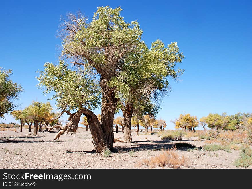 Poplar tree and blue sky