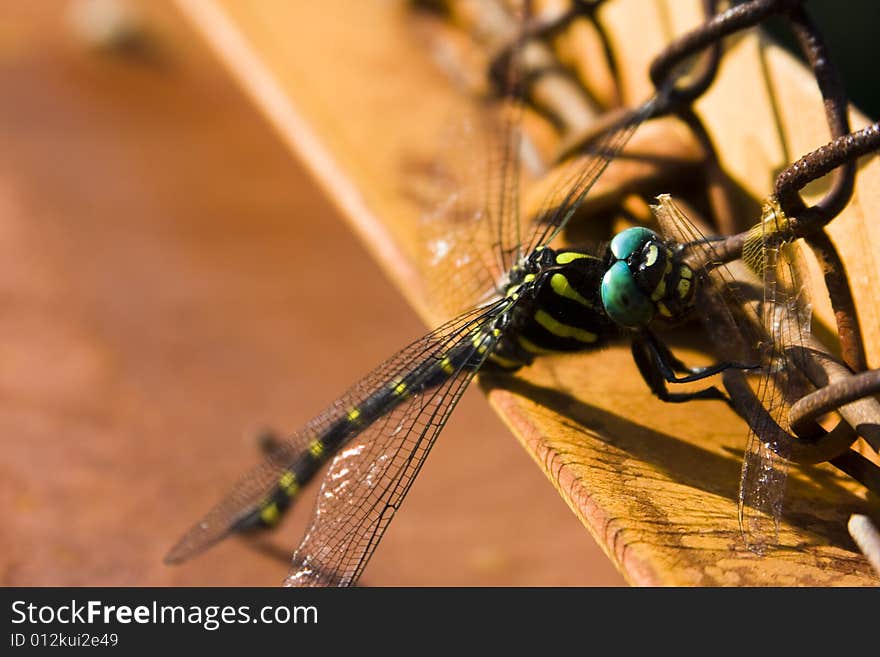 Dragonfly on the fence in the city