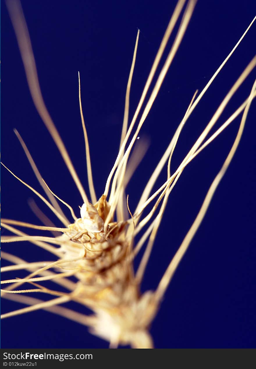 Wheat on a background of the sky