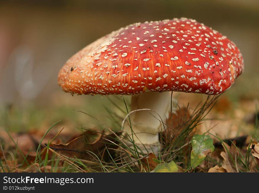 Autumn scene: toadstool