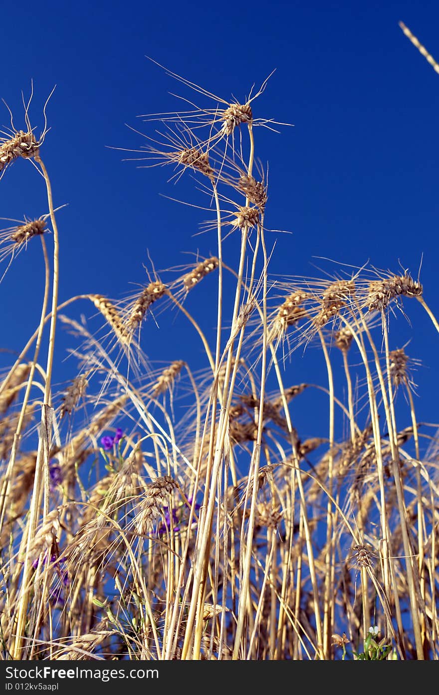 Wheat on a background of the sky