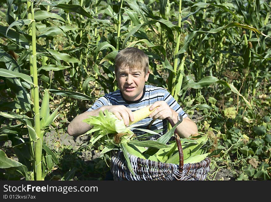 Farmer collects get younger corn in basket.