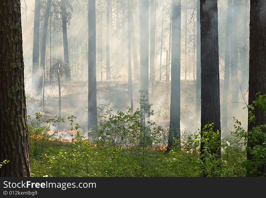 Fire in the pine tree forest. Fire in the pine tree forest