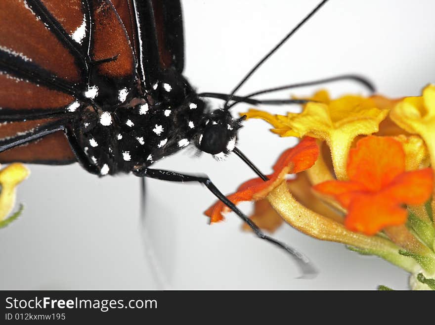 Monarch Butterfly Danaus Plexippus feeding in garden on flower