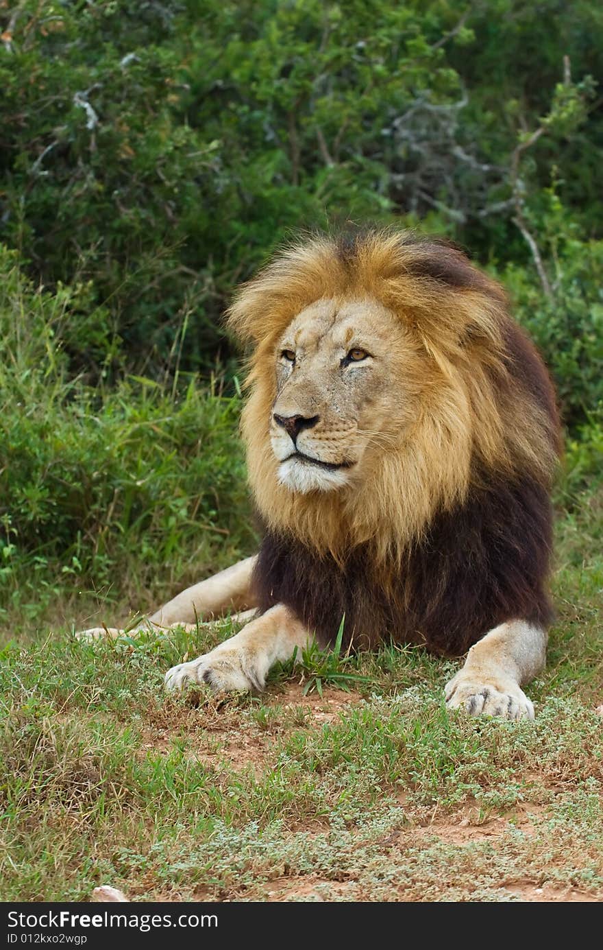 The Top Wild Lion In South Africa is Caught out in the open. The Top Wild Lion In South Africa is Caught out in the open