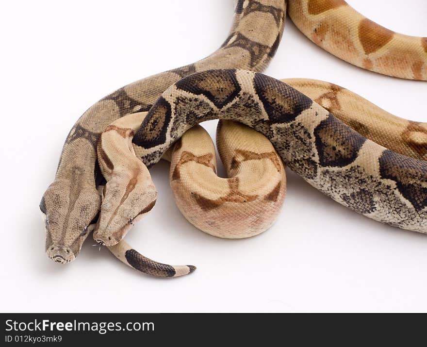 Two Boa constrictor imperator color morphs (anerythristic, and hypomelanistic). Two Boa constrictor imperator color morphs (anerythristic, and hypomelanistic)