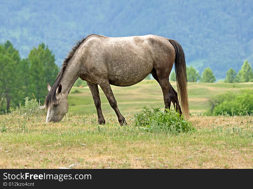 Horse is eating on mountains meadow. Horse is eating on mountains meadow