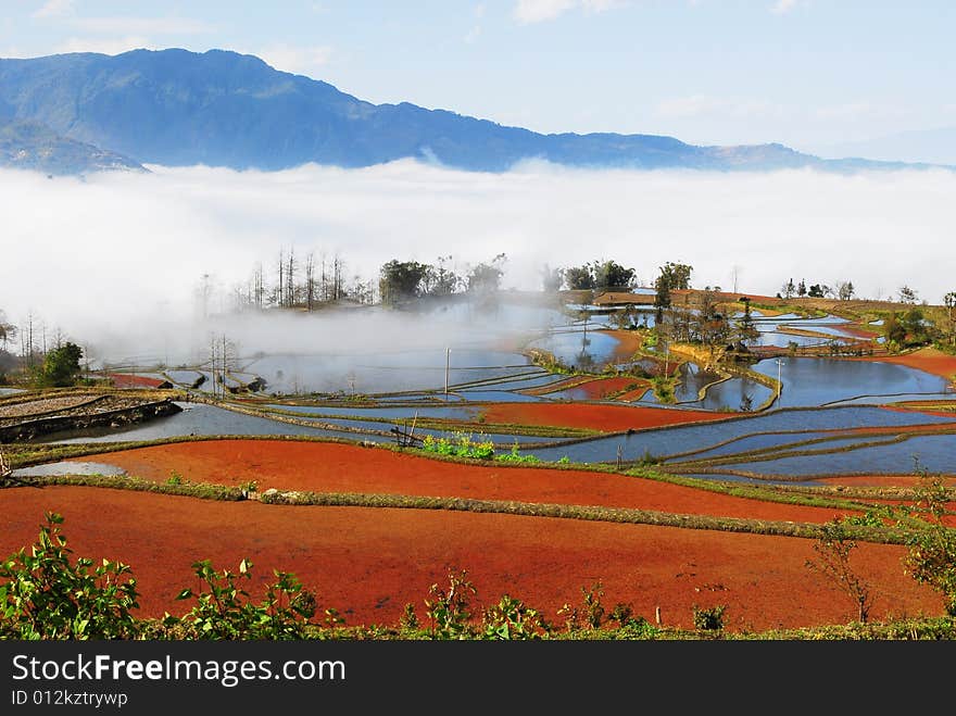 Colorful field