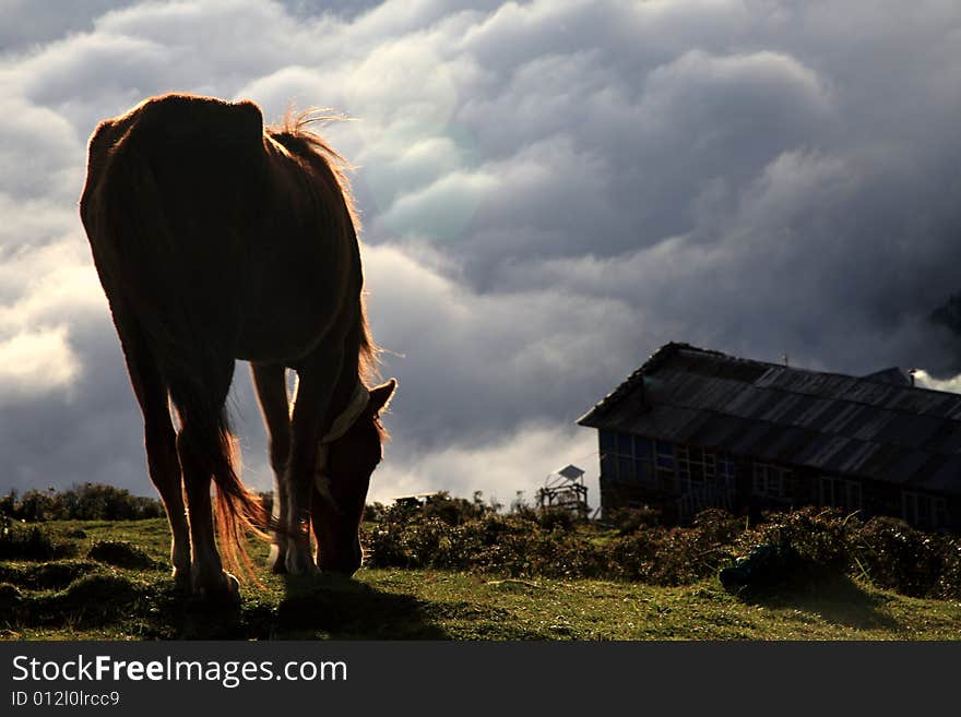 Horse in nepal in the sunset