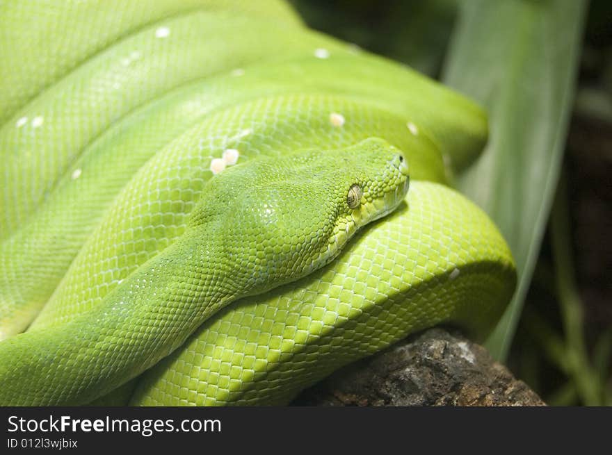 Green Snake