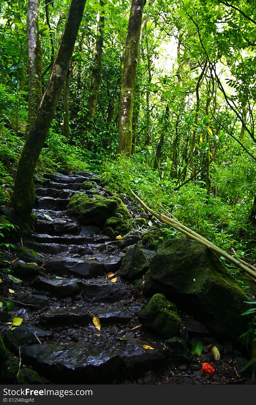 Hawaiian Forest