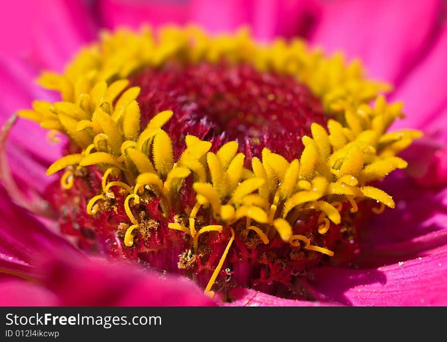 Yellow pink macro