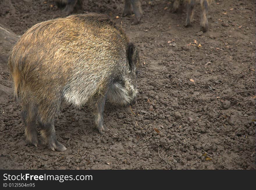 Jabal Digging in the mud.