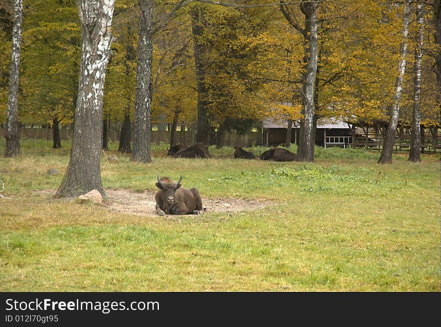 European bison