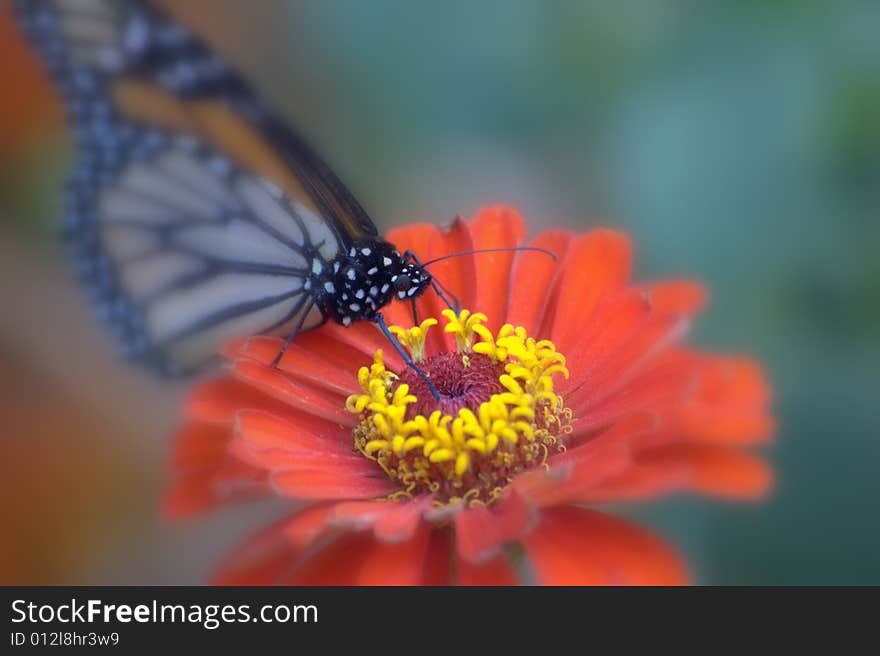 Beautiful butterfly is searching for food