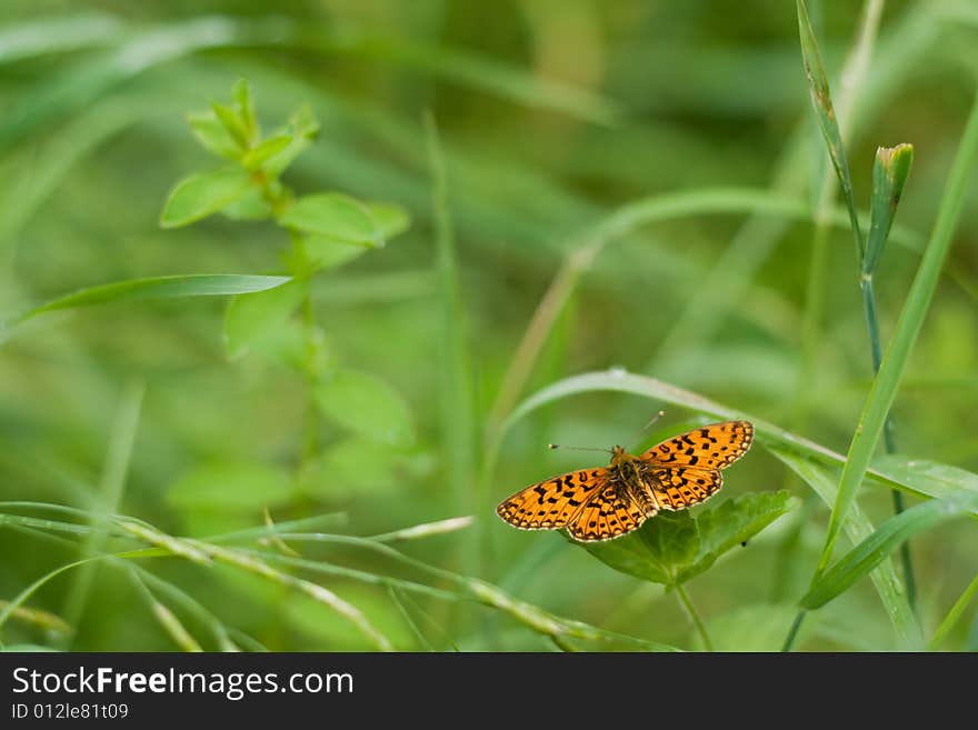 Butterfly