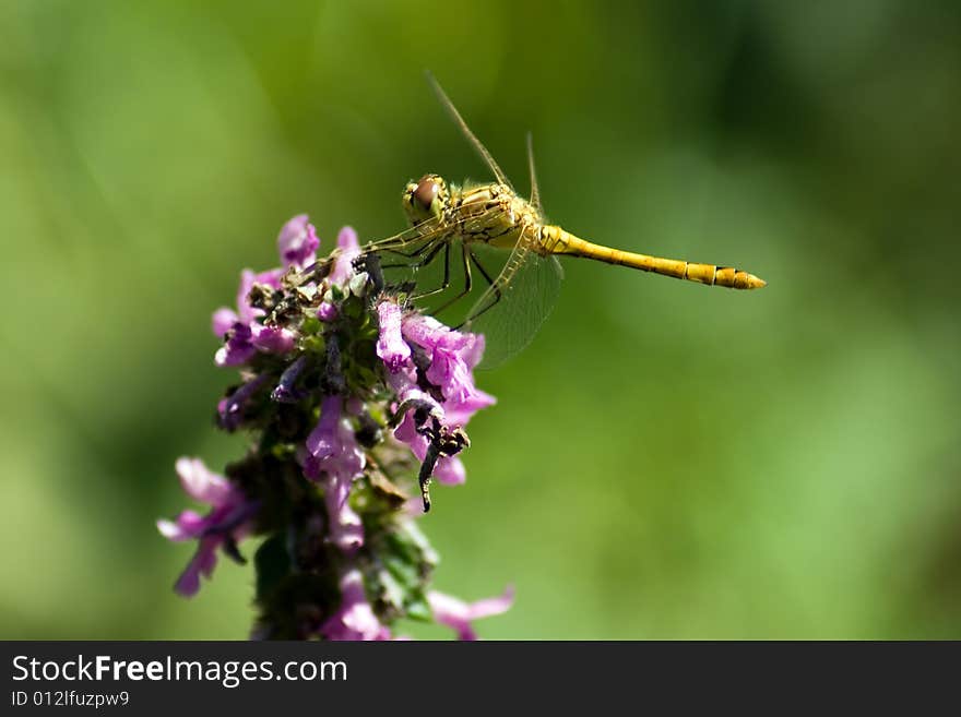 Dragonfly