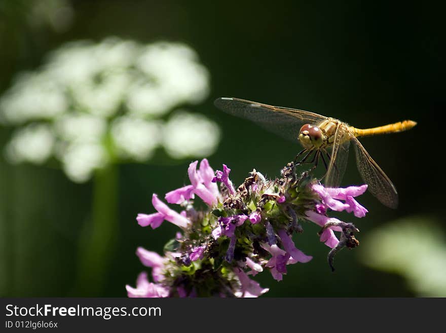 Dragonfly relax on the flower. Dragonfly relax on the flower