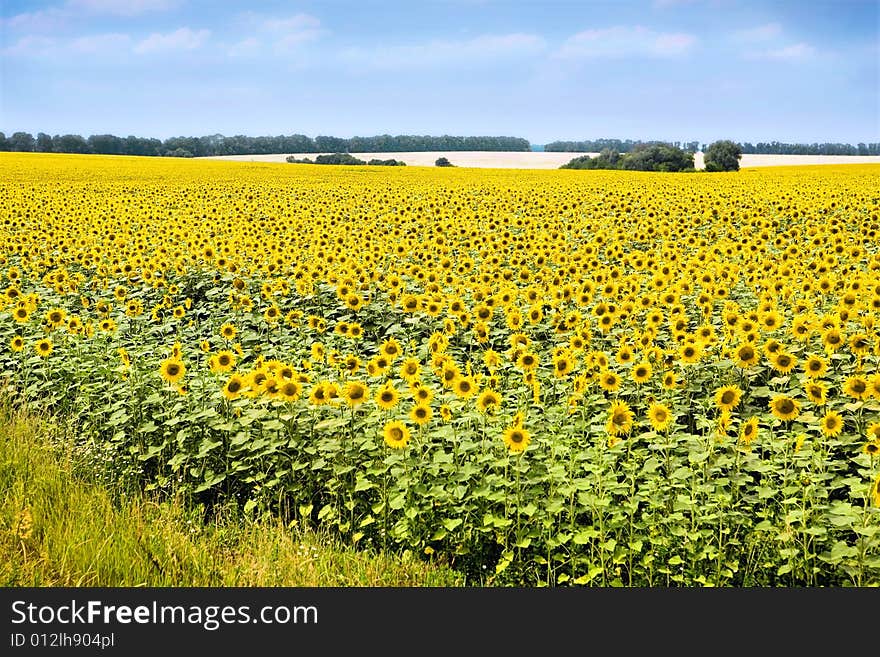 A Sunflowers infront of blue sky. A Sunflowers infront of blue sky.