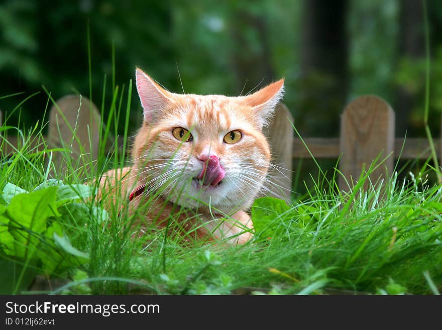 Hungry Ginger Cat