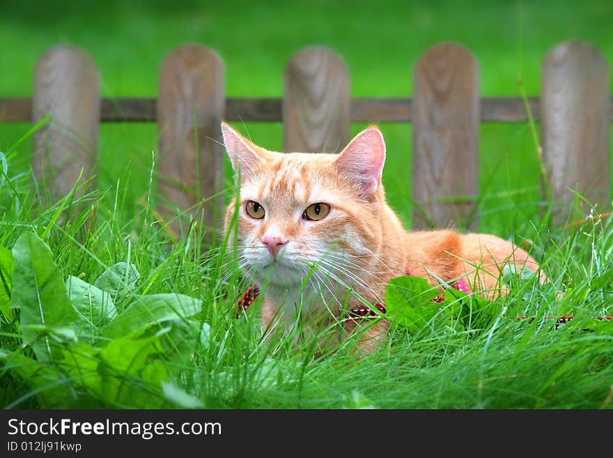 Ginger Cat In The Garden