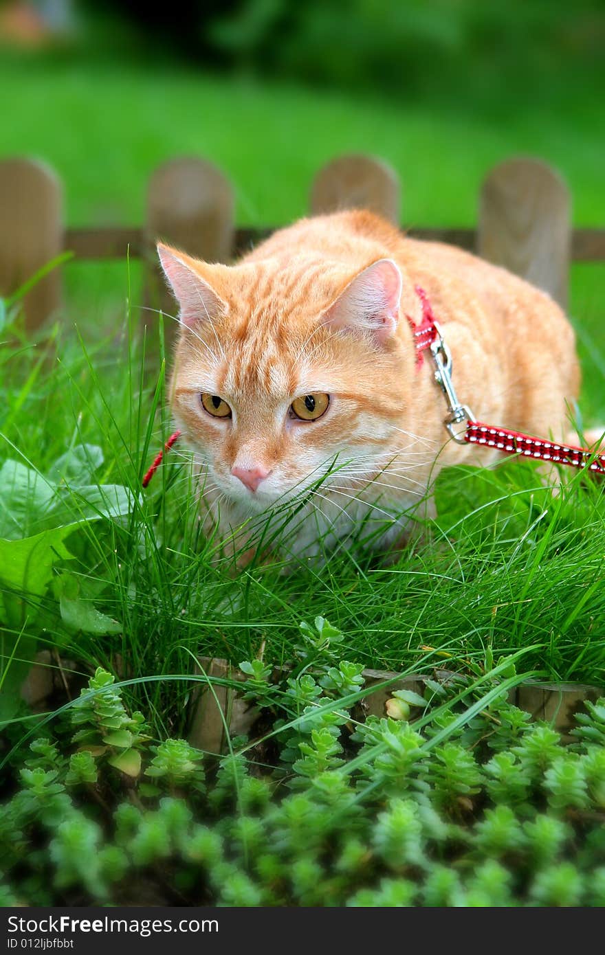 Ginger Cat In The Garden