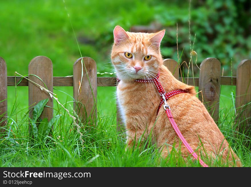 Ginger cat in the garden